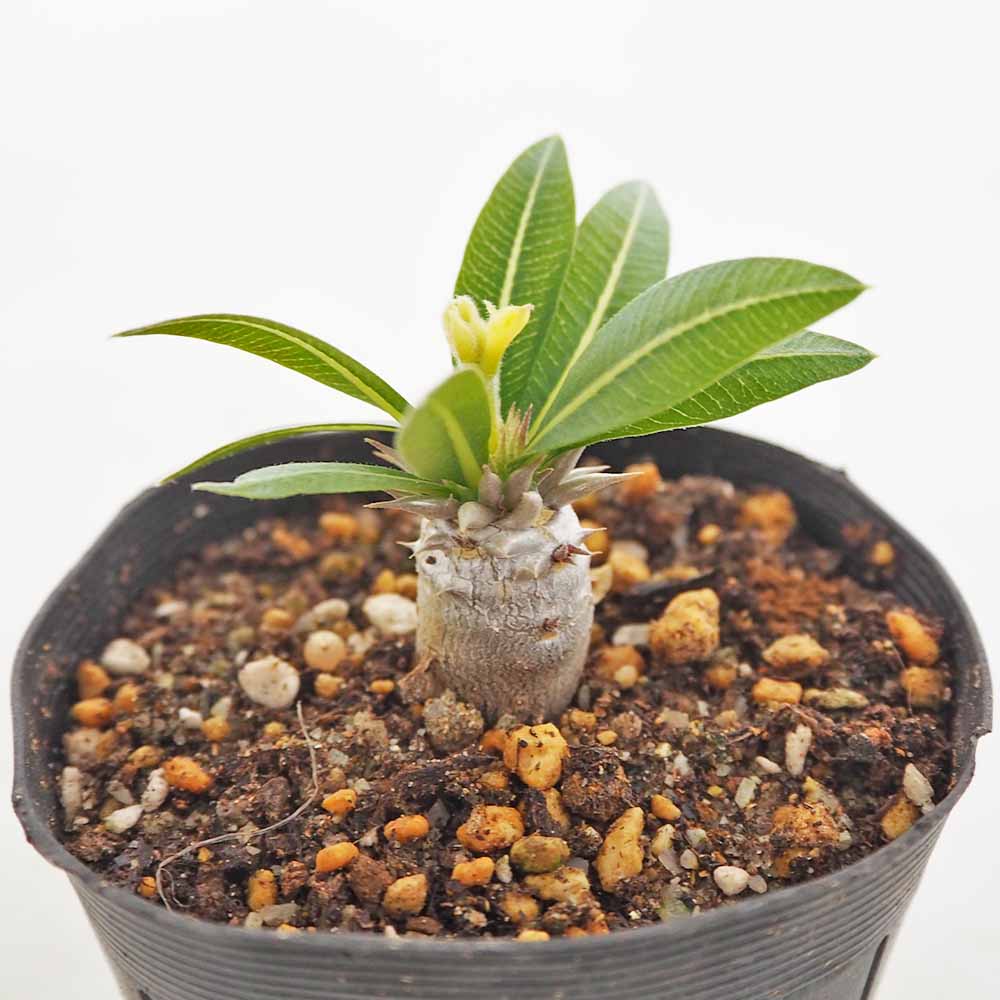 塊根植物　パキポディウム　ブレビカウレ パキポディウム ブレビカウレ 【多肉植物 2.5号／1個売り】｜ 【植物の