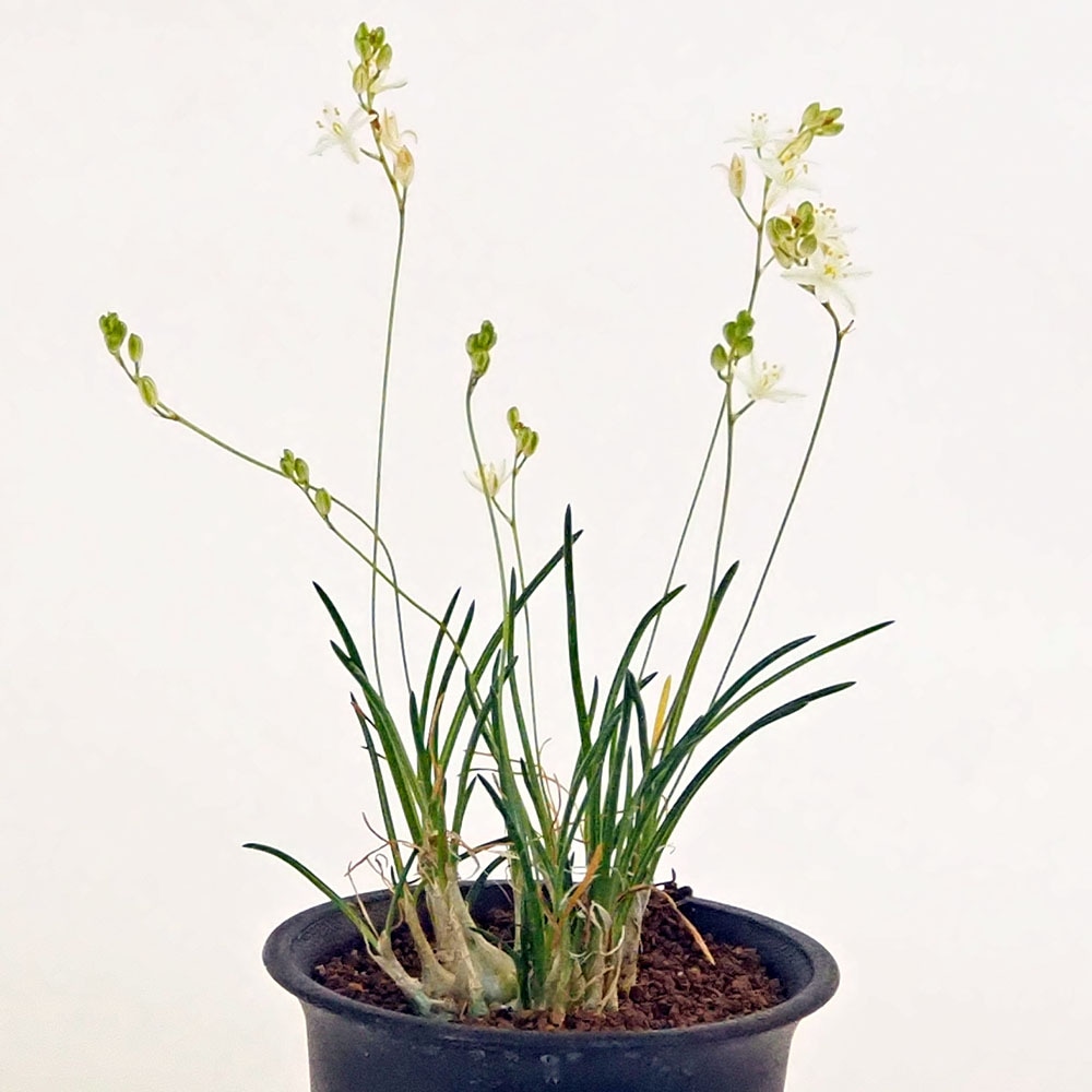 オーニソガラム リトプソイデス 【多肉植物 2.5号／1個売り】