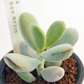 福だるま 【多肉植物 2.5号／1個売り】|多肉植物