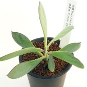 紫蛮刀(しばんとう) 【多肉植物 2.5号／1個売り】|多肉植物