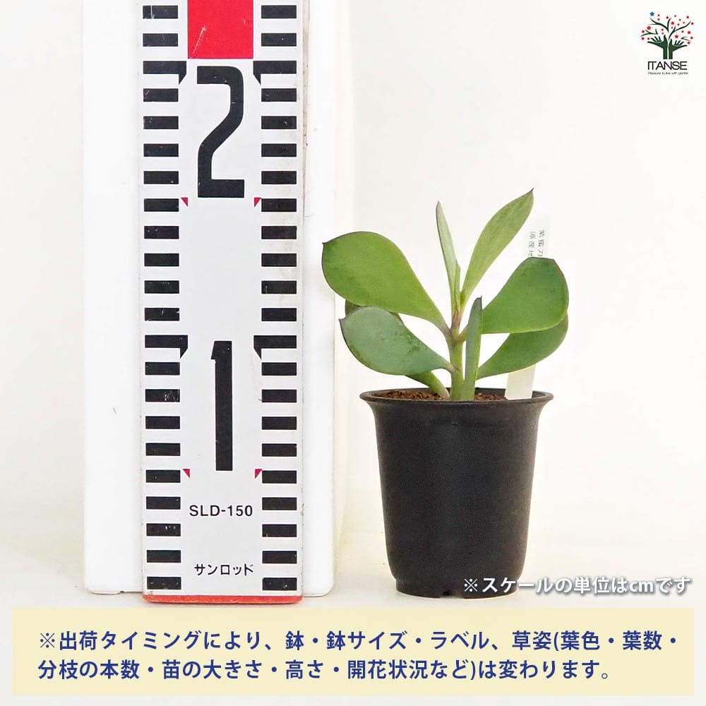 追加商品画像
