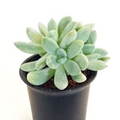 パキベリア ブライデドニス 【多肉植物 2.5号／1個売り】|多肉植物