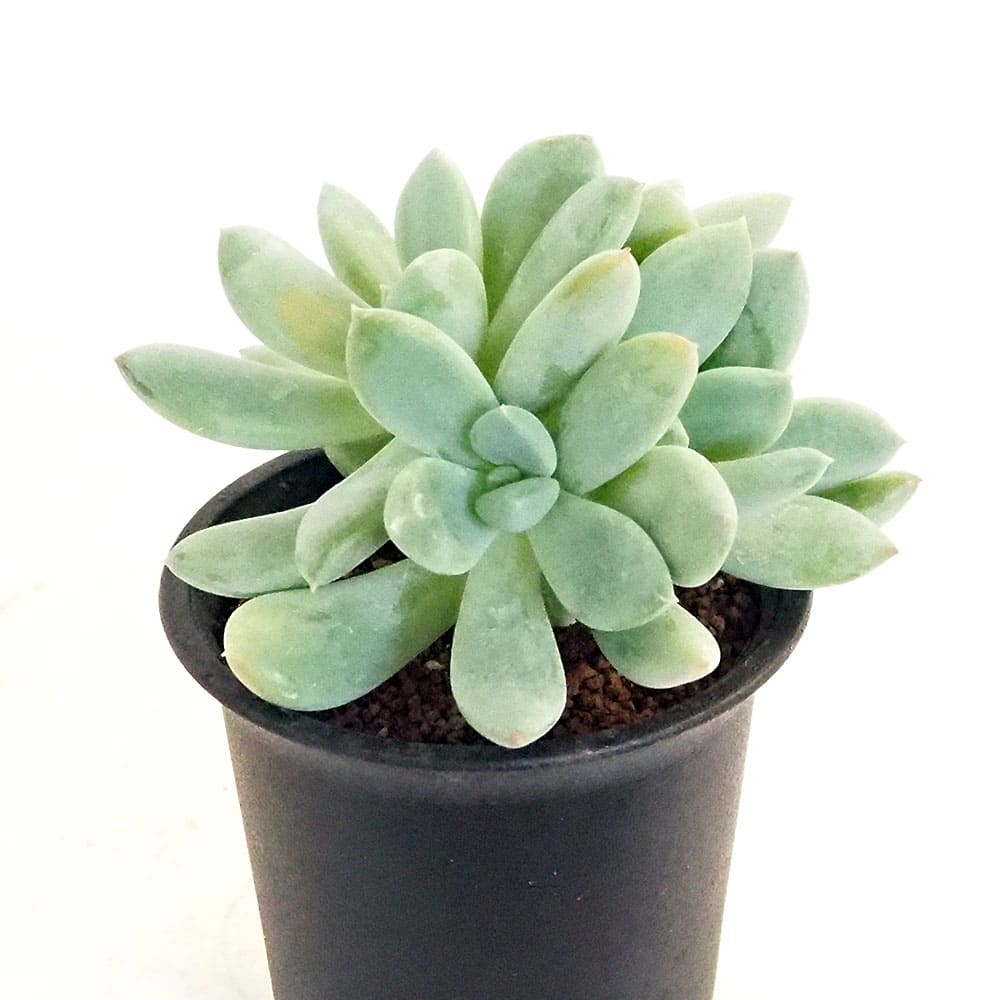 パキベリア ブライデドニス 【多肉植物 2.5号／1個売り】