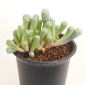 メセン フェネストラリア 五十鈴玉 【多肉植物 2.5号／1個売り】|多肉植物