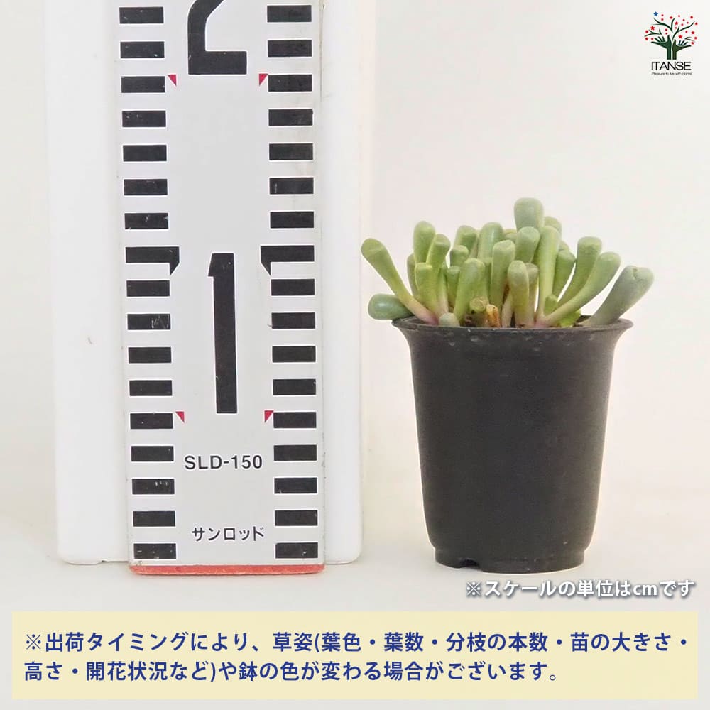 多肉植物　五十玉鈴錦　抜き苗 五十鈴玉錦 抜き苗 多肉植物 - メルカリ