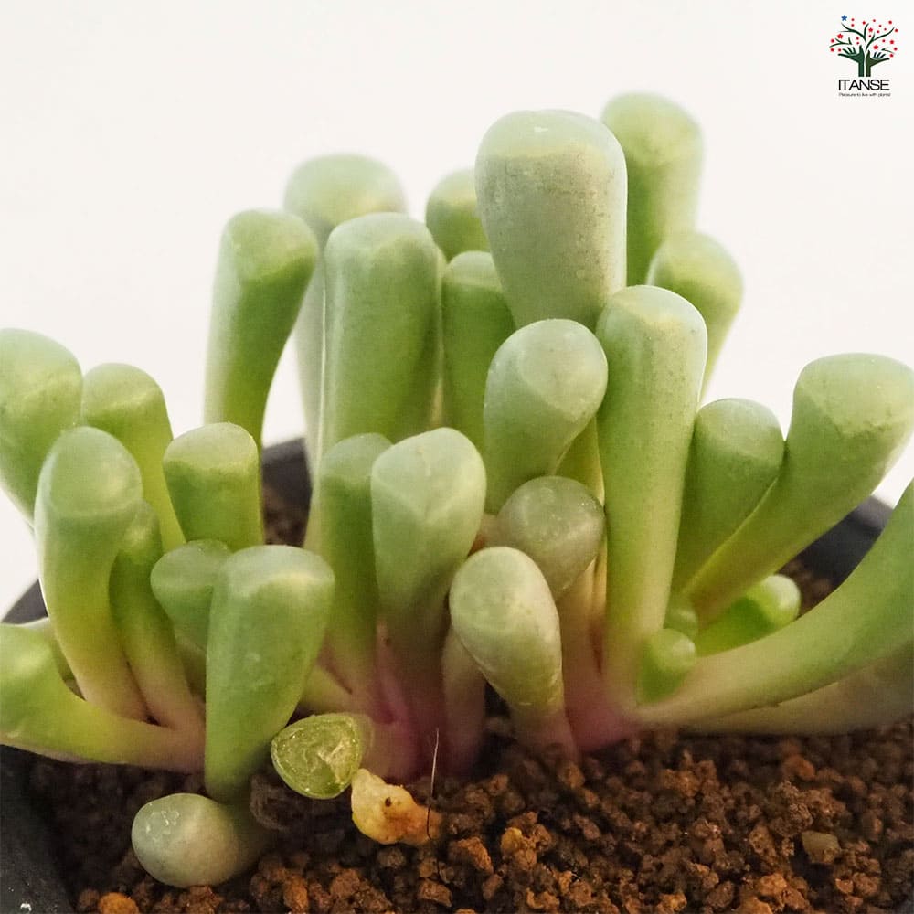 メセン フェネストラリア 五十鈴玉 【多肉植物 2.5号／1個売り