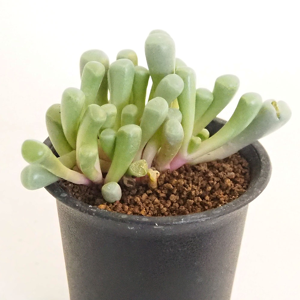 5点 まとめ出品　多肉植物 5459_1.jpg