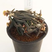 ユーフォルビア キリンドリフォリア トゥビフェラ 【多肉植物 2.5号／1個売り】|多肉植物