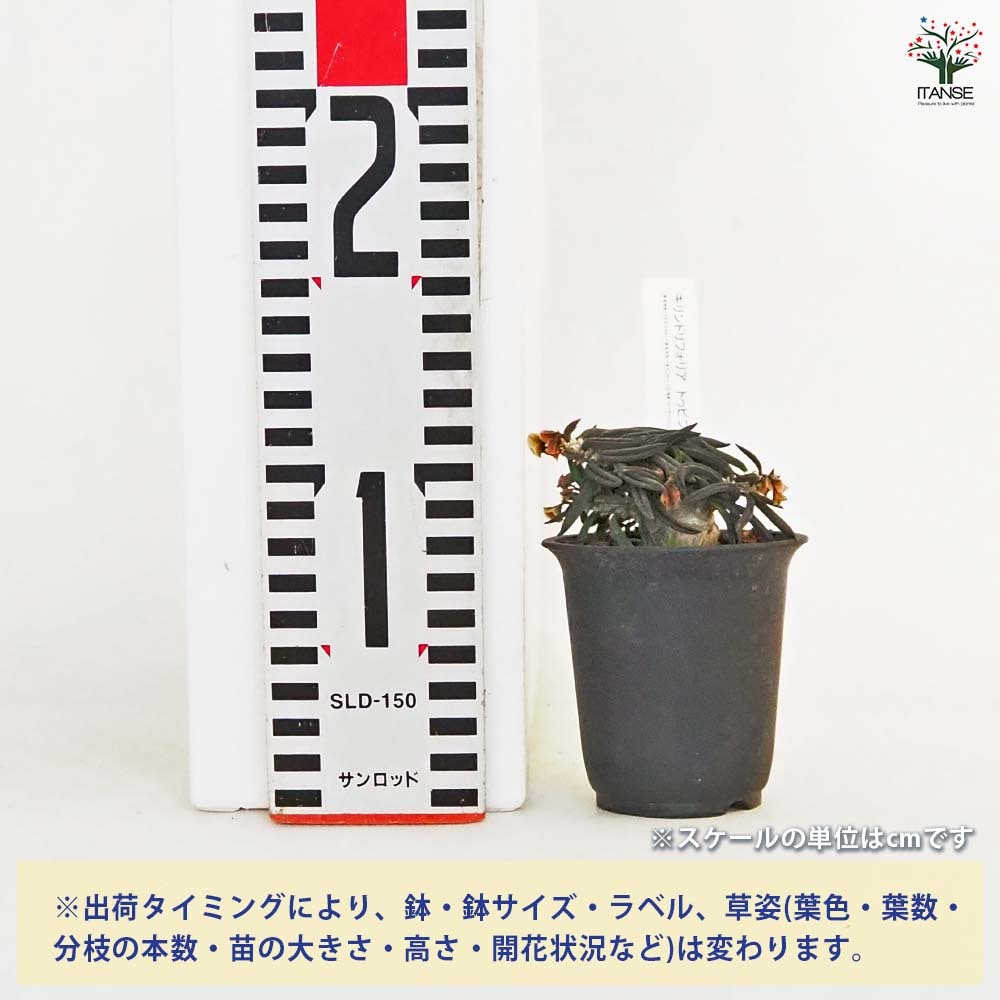 ユーフォルビア キリンドリフォリア トゥビフェラ 【多肉植物