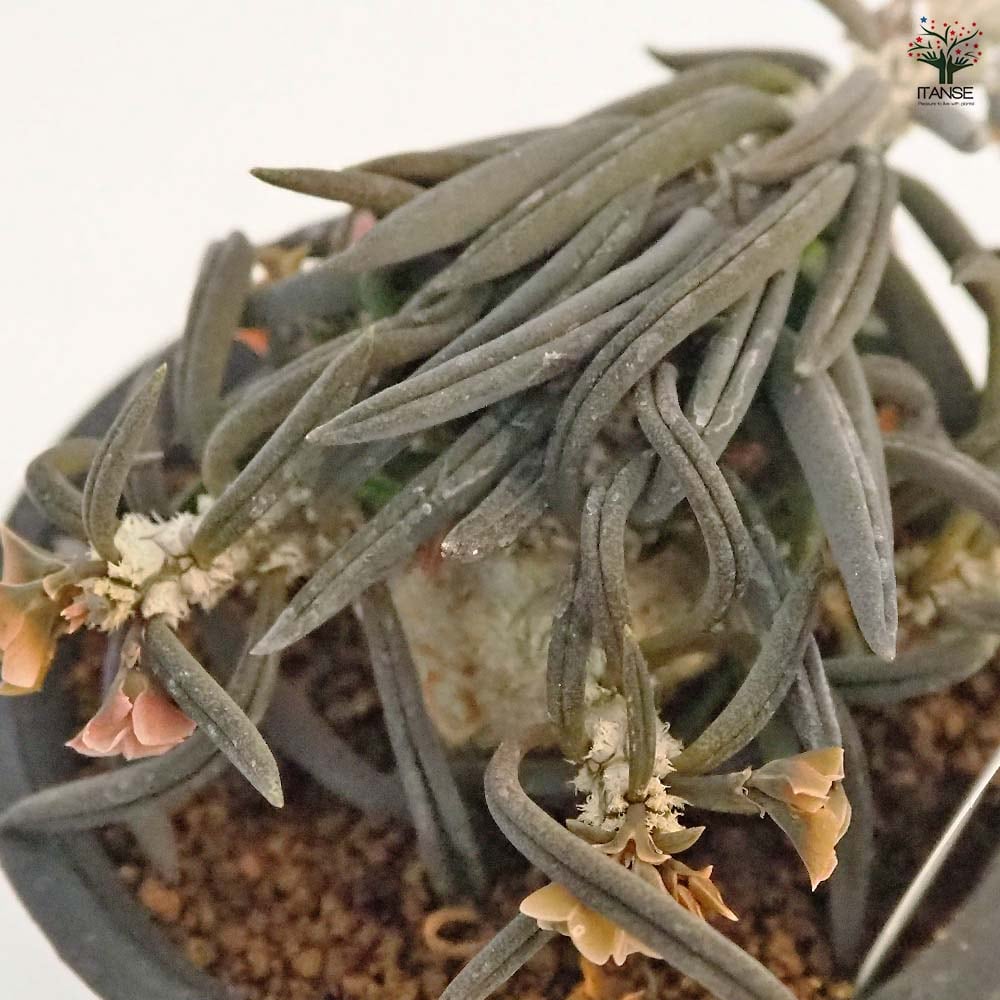 ユーフォルビア キリンドリフォリア トゥビフェラ 【多肉植物 2.5号／1