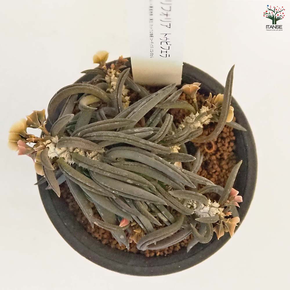 ユーフォルビア キリンドリフォリア トゥビフェラ 【多肉植物