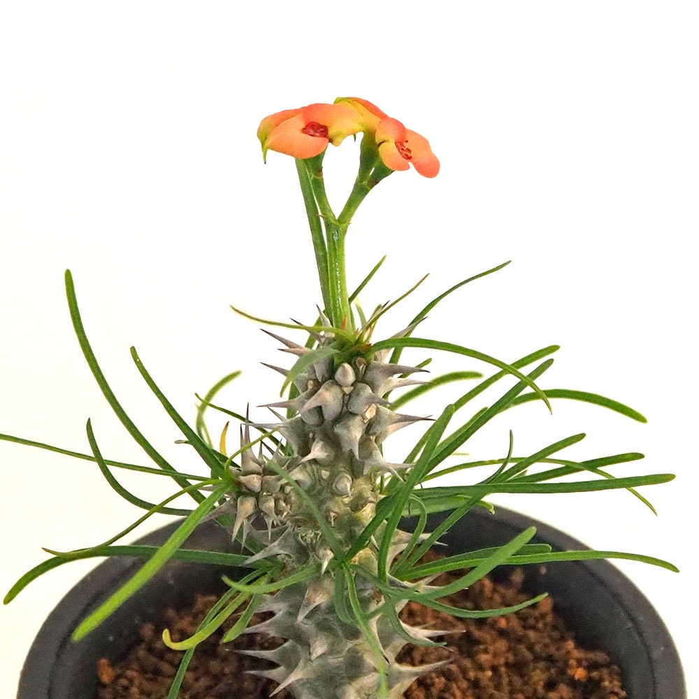 ユーフォルビア ゴットレベイ 【多肉植物 2.5号／1個売り】