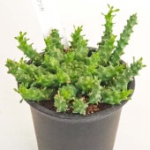 ユーフォルビア ゴルゴニス 【多肉植物 2.5号／1個売り】|多肉植物