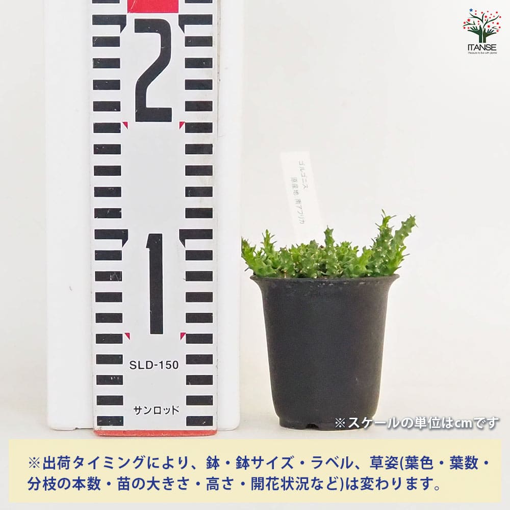 ユーフォルビア ゴルゴニス 【多肉植物 2.5号／1個売り