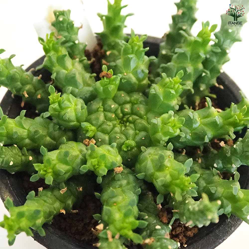 ユーフォルビア ゴルゴニス 【多肉植物 2.5号／1個売り