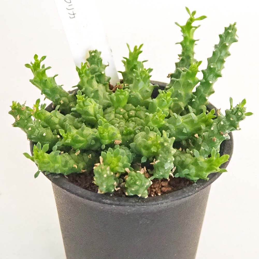 ユーフォルビア ゴルゴニス 【多肉植物 2.5号／1個売り】｜ 【植物の