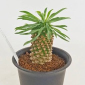 ユーフォルビア 蘇鉄麒麟 【多肉植物 2.5号／1個売り】|多肉植物