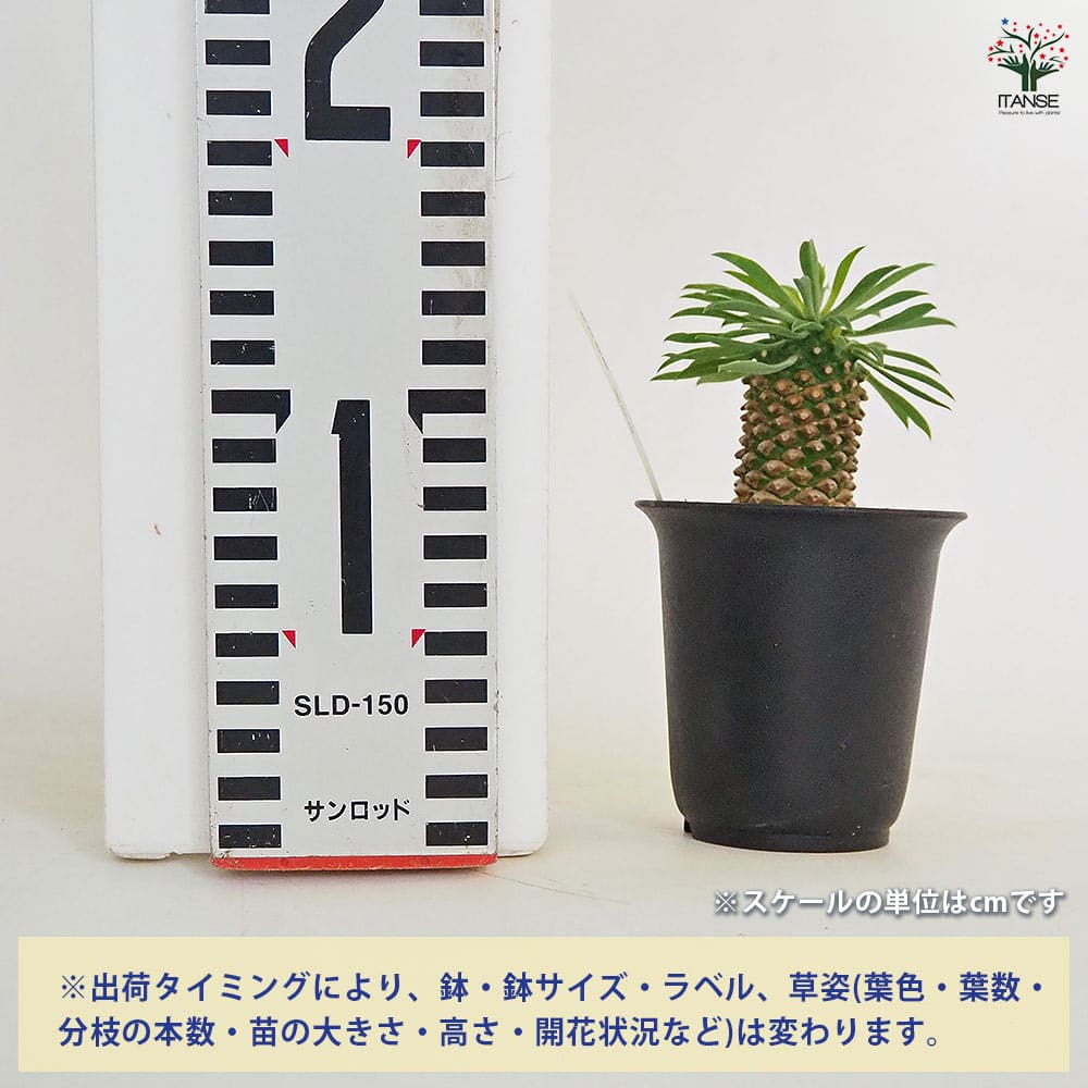 ユーフォルビア　峨眉山　大株　蘇鉄麒麟セット ユーフォルビア 峨眉山 大株 蘇鉄麒麟セット 楽天市場】【期間