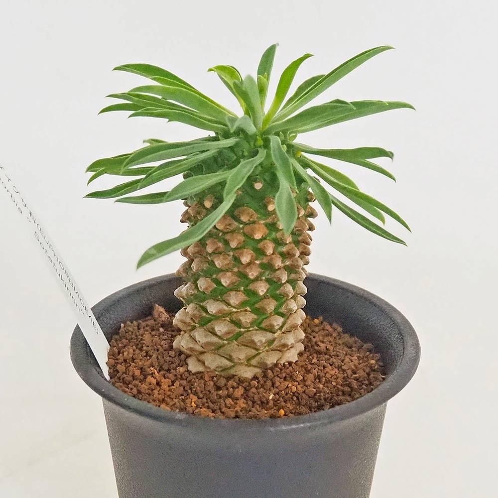 ユーフォルビア　峨眉山　大株　蘇鉄麒麟セット ユーフォルビア 峨眉山 大株 蘇鉄麒麟セット ユーフォルビア