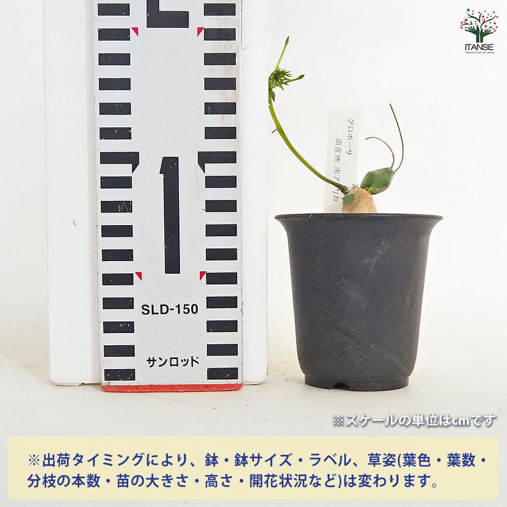 ユーフォルビア グロボーサ 【多肉植物 2.5号／1個売り】｜ 【植物の