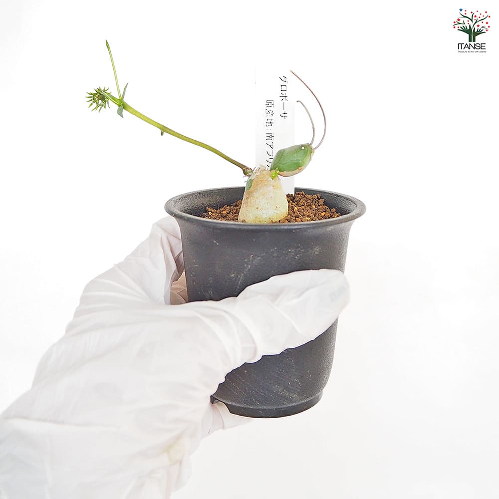 現地株　Euphorbia globosa 発根済　鉢のまま発送　コーデックス Euphorbia-globosa-4-inch-