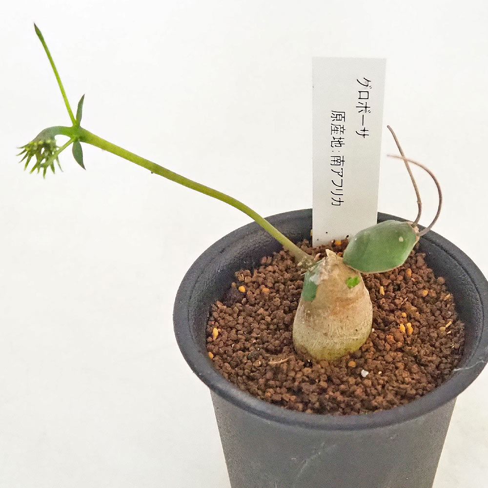 ユーフォルビア グロボーサ 【多肉植物 2.5号／1個売り】｜ 【植物の