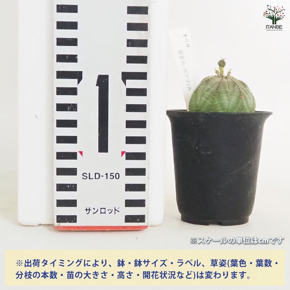 ユーフォルビア オベサ 【多肉植物 2.5号／1個売り】｜ 【植物の