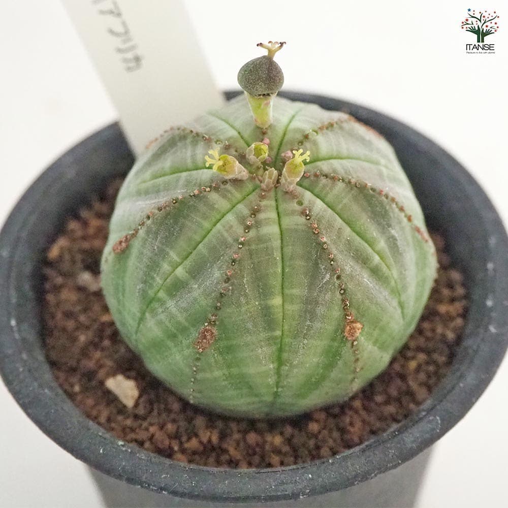 ユーフォルビア オベサ 【多肉植物 2.5号／1個売り】｜ 【植物の