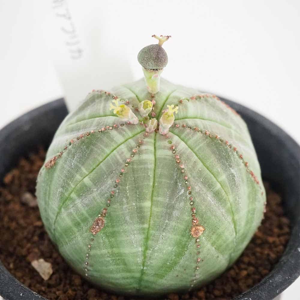 ユーフォルビア オベサ 【多肉植物 2.5号／1個売り】｜ 【植物の