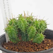 ユーフォルビア 姫キリン 【多肉植物 2.5号／1個売り】|多肉植物