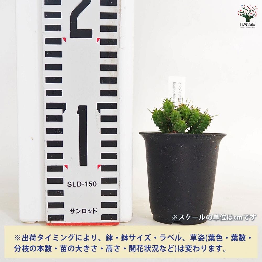 Hiromi様確認用キリン多肉植物 ユーフォルビア 姫キリン 【多肉植物 2.5号／1個売り】｜ 【植物