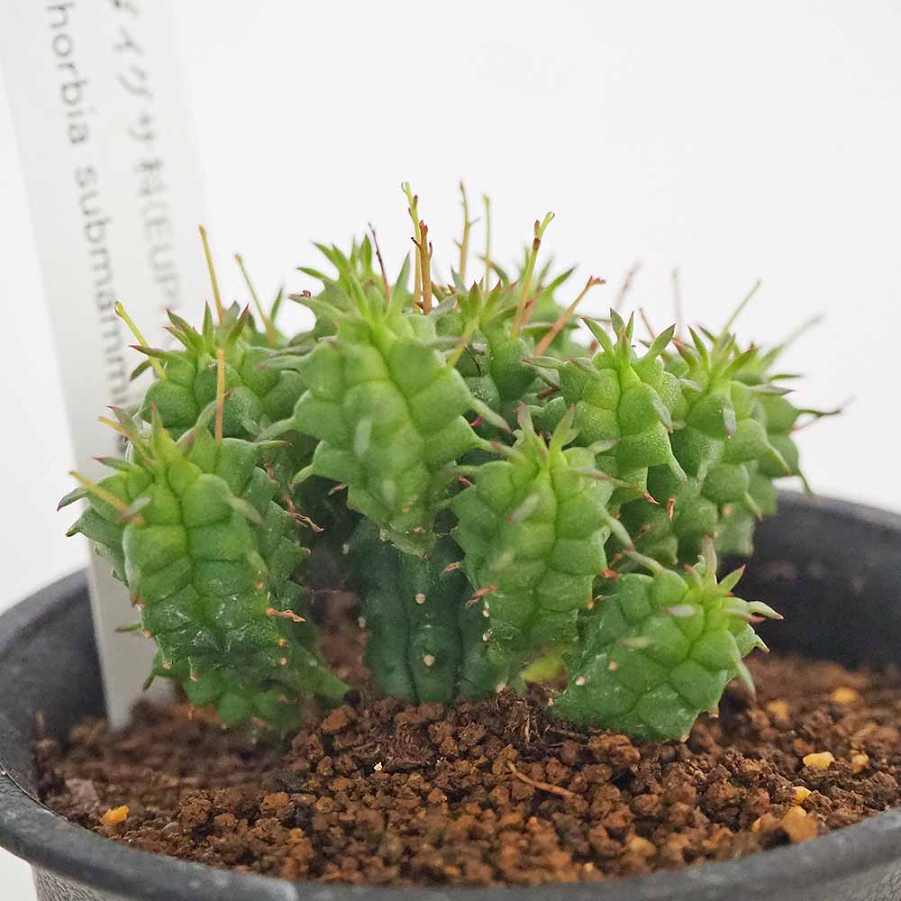 Hiromi様確認用キリン多肉植物 【公式通販】