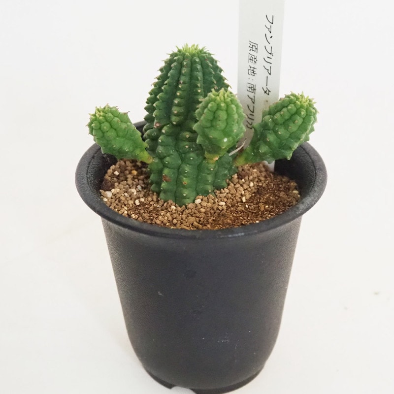 ポリシャス ファビアン 【観葉植物 7号／1個売り】｜ 【植物の