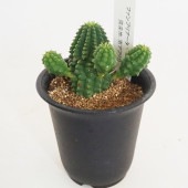 ユーフォルビア ファンブリアータ 【多肉植物 2.5号／1個売り】|多肉植物