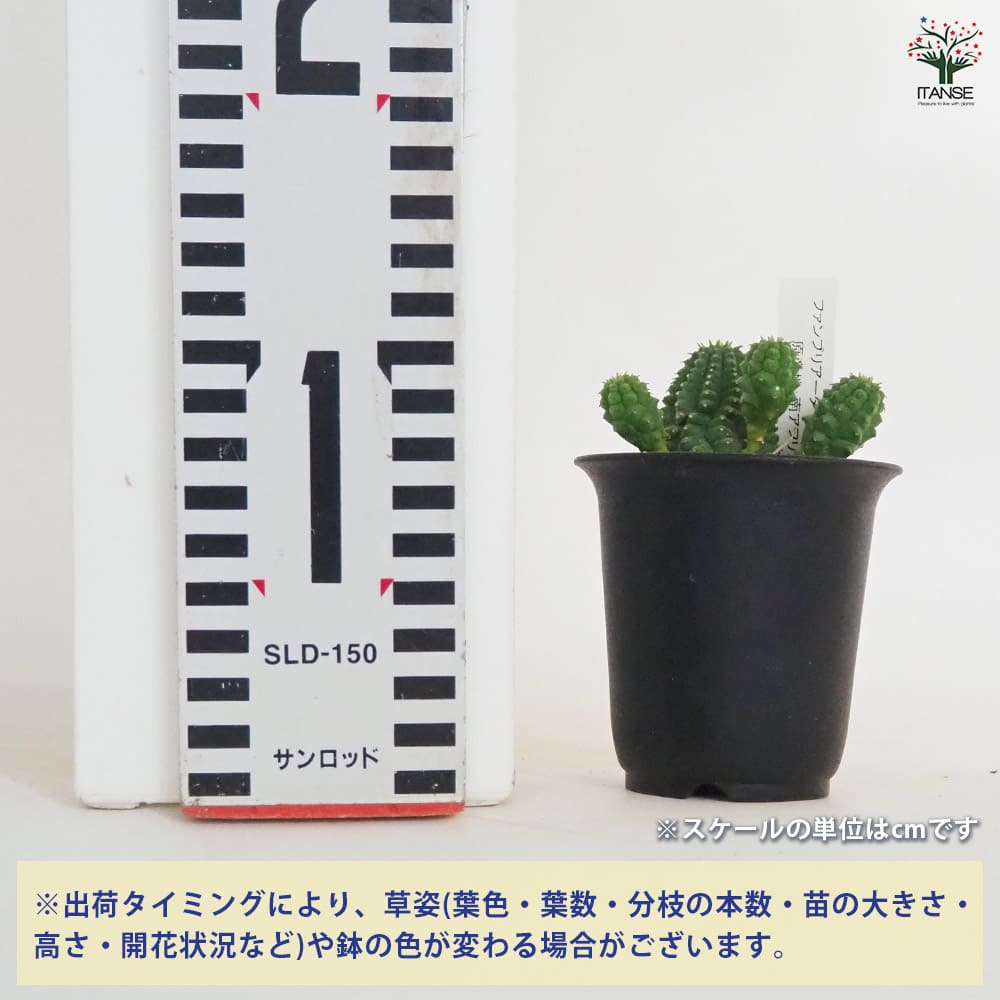 ユーフォルビア ファンブリアータ 【多肉植物 2.5号／1個売り