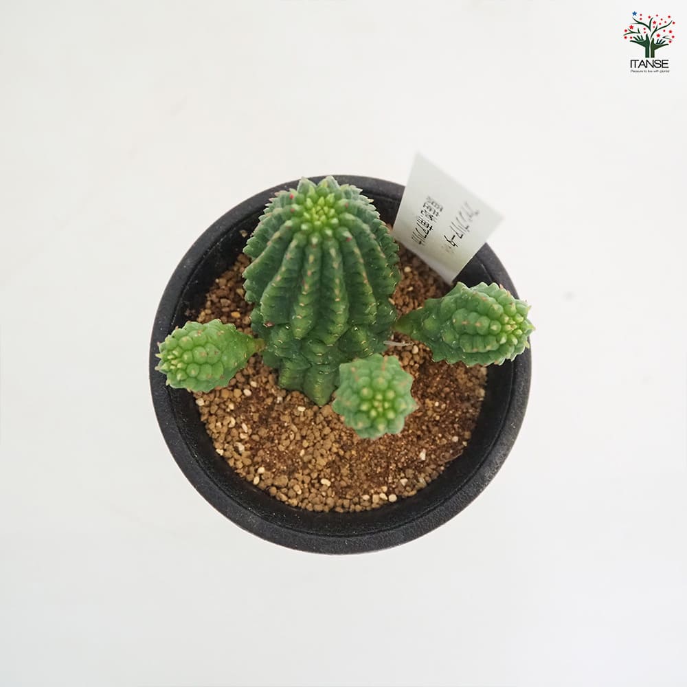 ユーフォルビア ファンブリアータ 【多肉植物 2.5号／1個売り