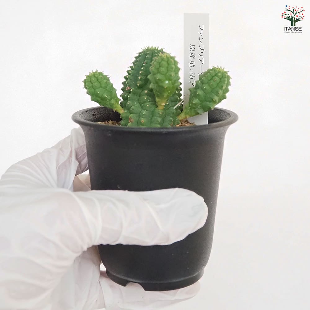 ユーフォルビア ファンシャウェイ 発根済み 発根済