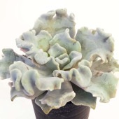 エケベリア クリスペイトビューティー 【多肉植物 2.5号】|多肉植物