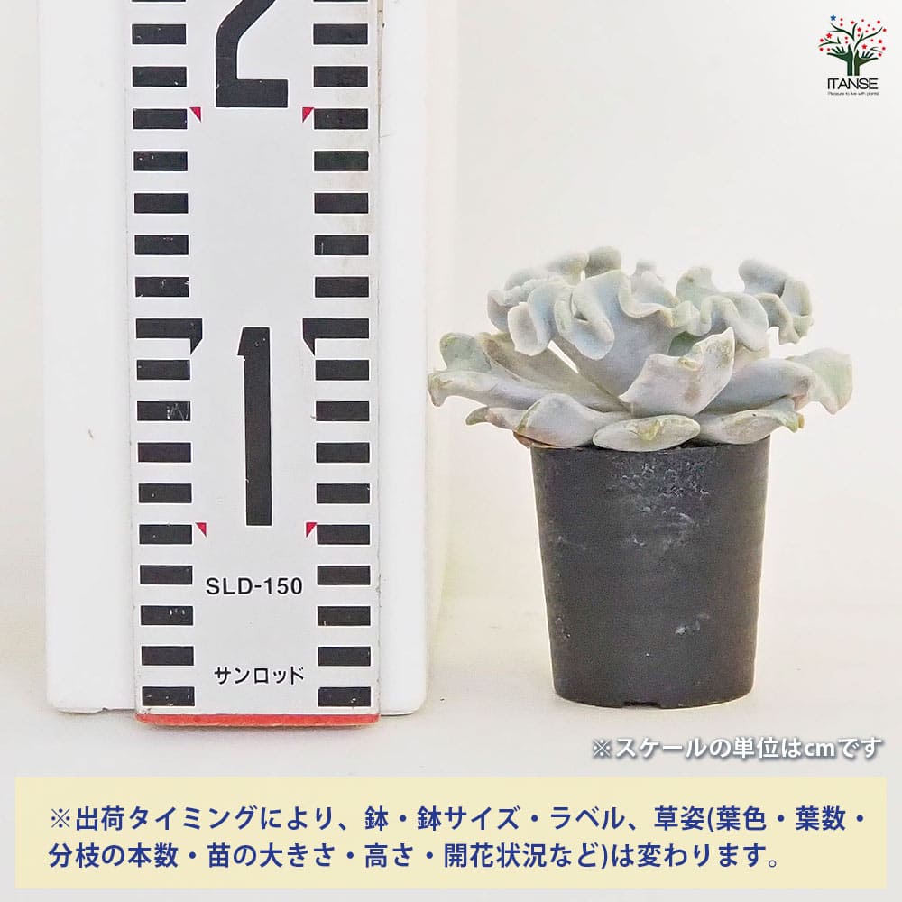 エケベリア クリスペイトビューティー 【多肉植物 2.5号】｜ 【植物の