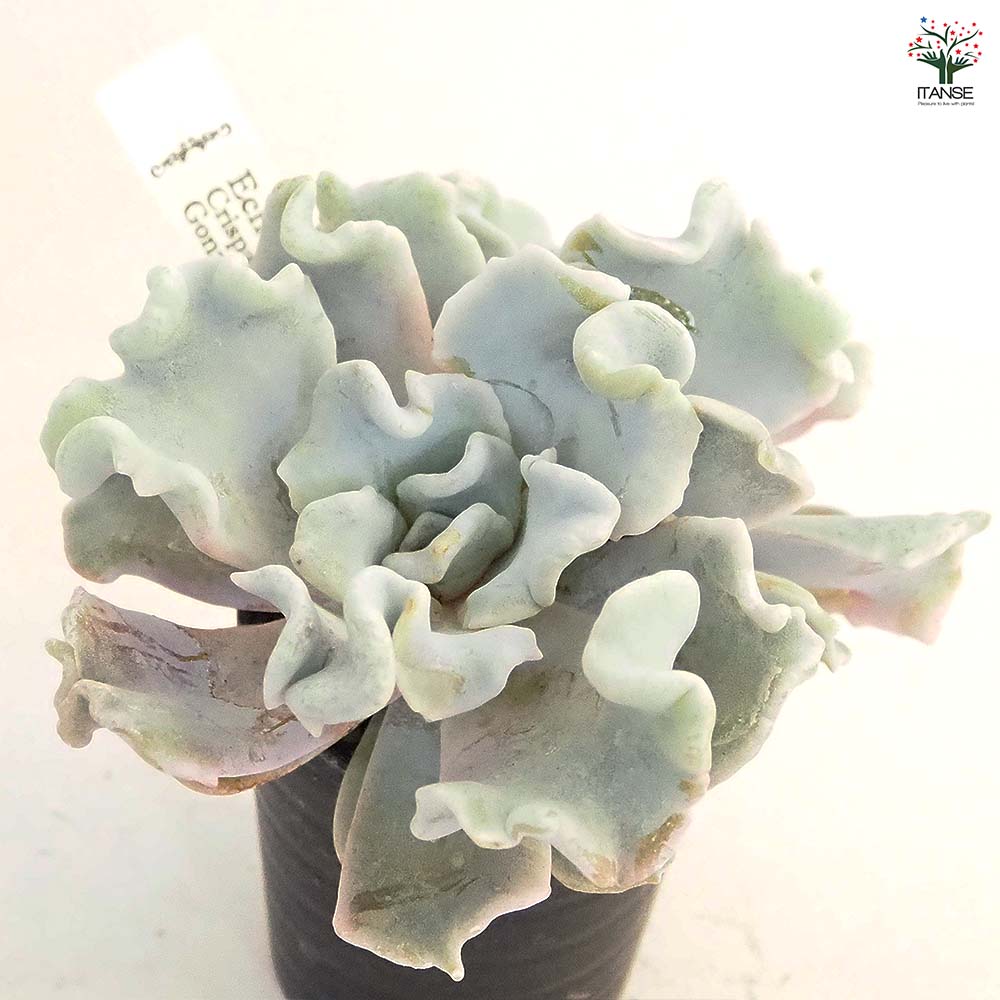 エケベリア クリスペイトビューティー 【多肉植物 2.5号】｜ 【植物の