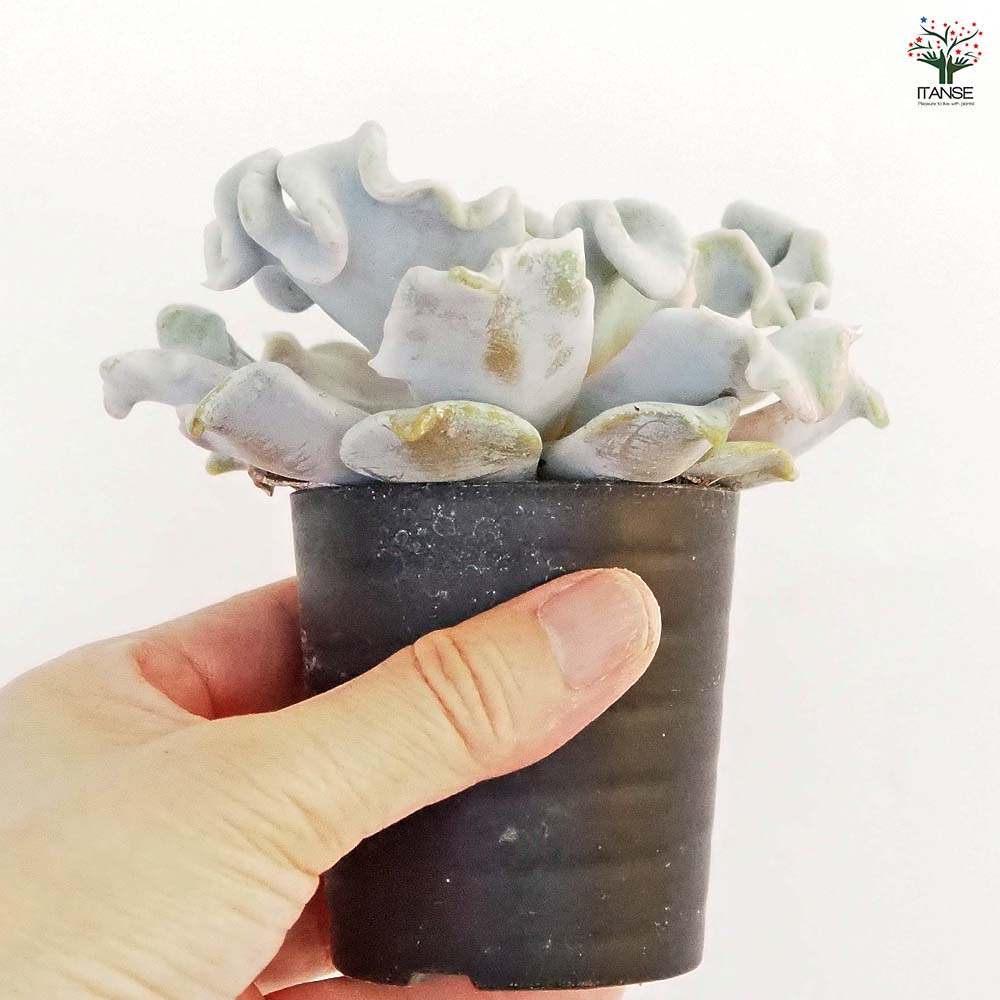 エケベリア クリスペイトビューティー 【多肉植物 2.5号】｜ 【植物の