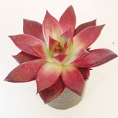 エケベリア ロメオルビン 【多肉植物 2.5号】|多肉植物