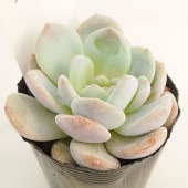 エケベリア ラウリンゼ  【多肉植物 2.5号】|多肉植物