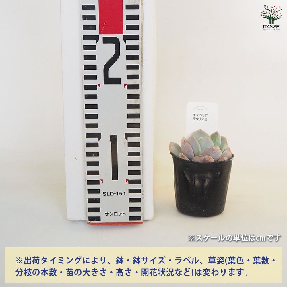 エケベリア ラウリンゼ 【多肉植物 2.5号】｜ 【植物のITANSE