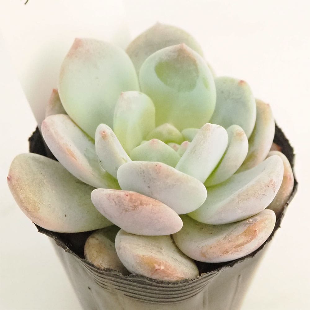 エケベリア ラウリンゼ 【多肉植物 2.5号】｜ 【植物のITANSE