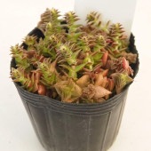 クラッスラ 茜の塔錦(あかねのとうにしき) 【多肉植物 2.5号】|多肉植物