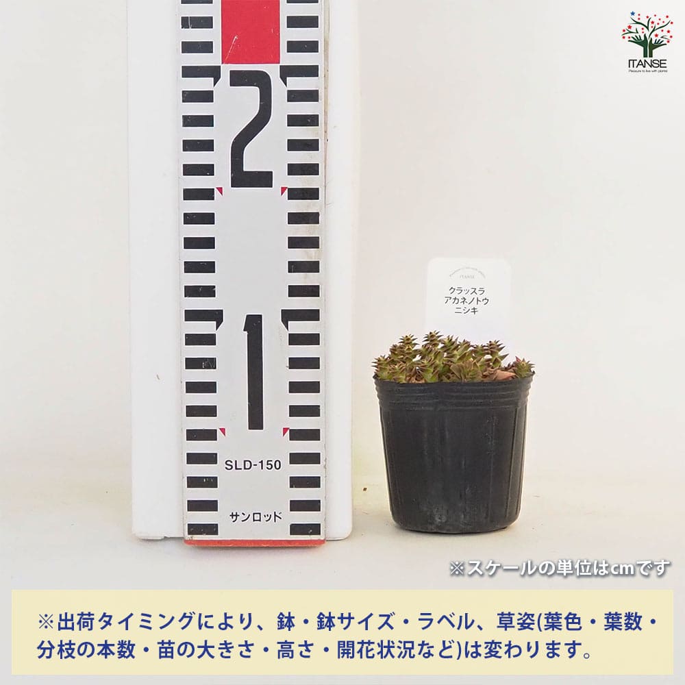 クラッスラ 茜の塔錦(あかねのとうにしき) 【多肉植物 2.5号