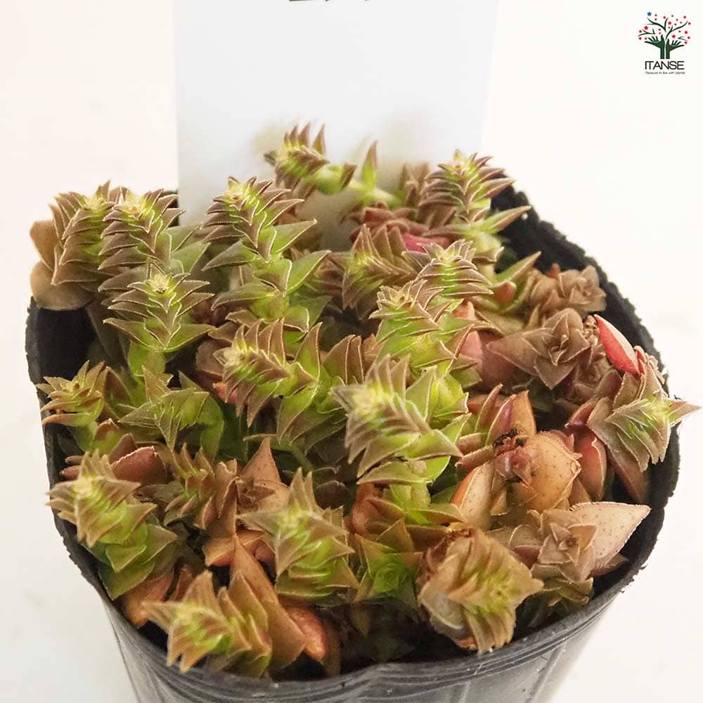 クラッスラ 茜の塔錦(あかねのとうにしき) 【多肉植物 2.5号