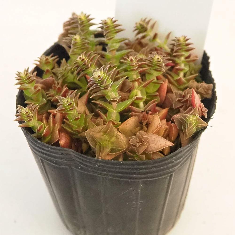 おまとめ確認用！ インドネシア多肉 ブラックプリンスストライプ錦 葉