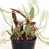 レデボウリア ソシアリス 【多肉植物 3号】|多肉植物